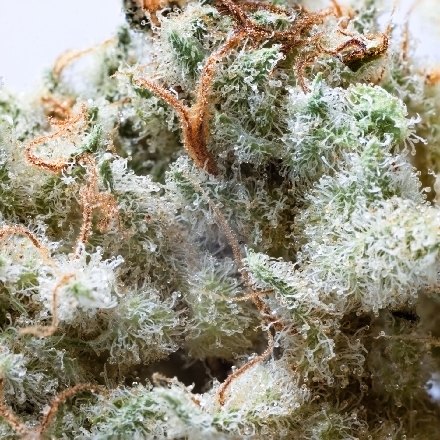 Peanut Butter Haze 5grams(R120 per gram)