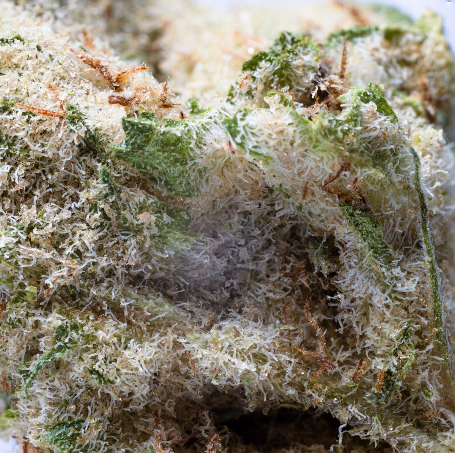 Jungle Pie 5grams(R70 per gram)