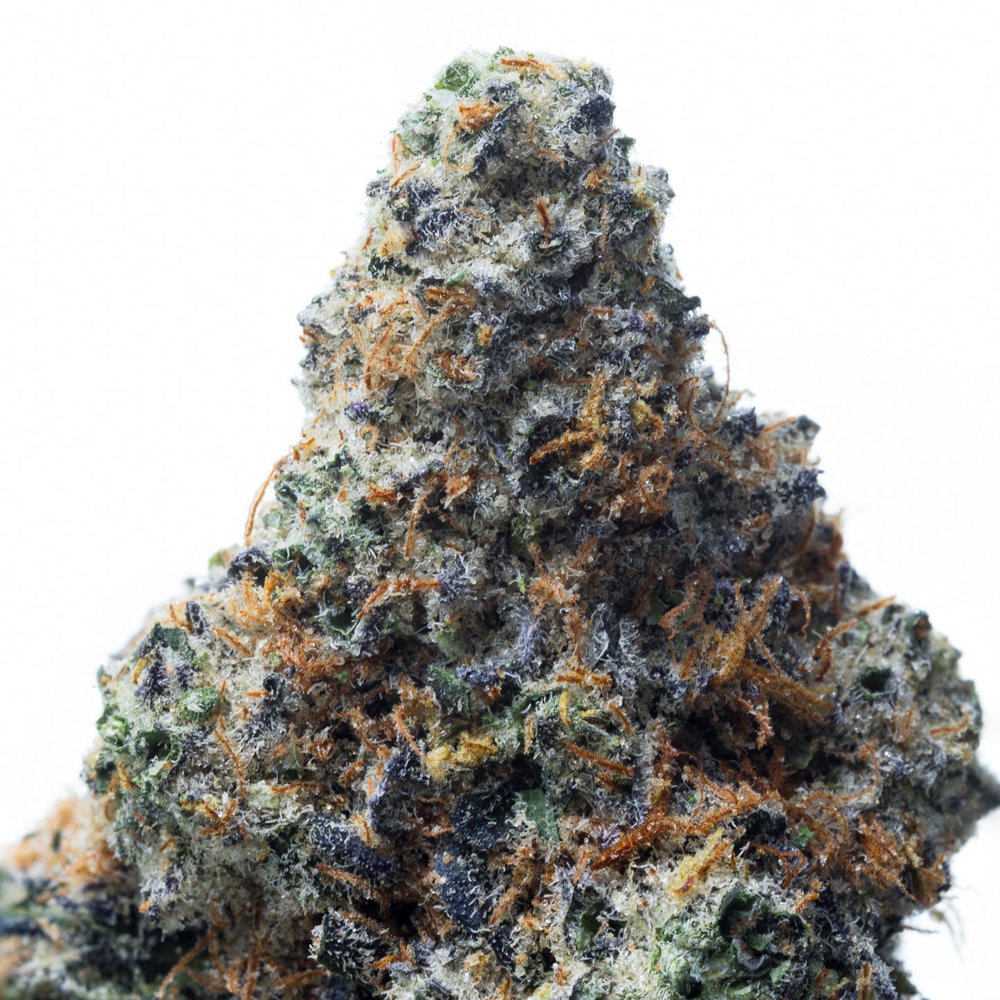 GRAPE FRITTER INDOOR 5 GRAMS (R120PER GRAM)
