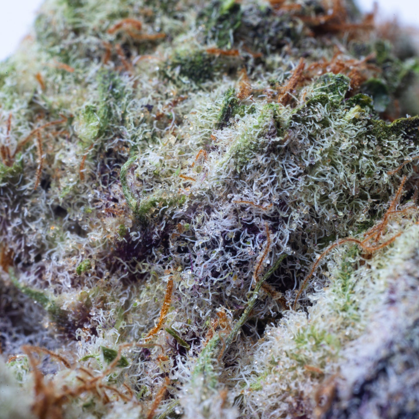Blockberry Greendoor (R70 per gram)