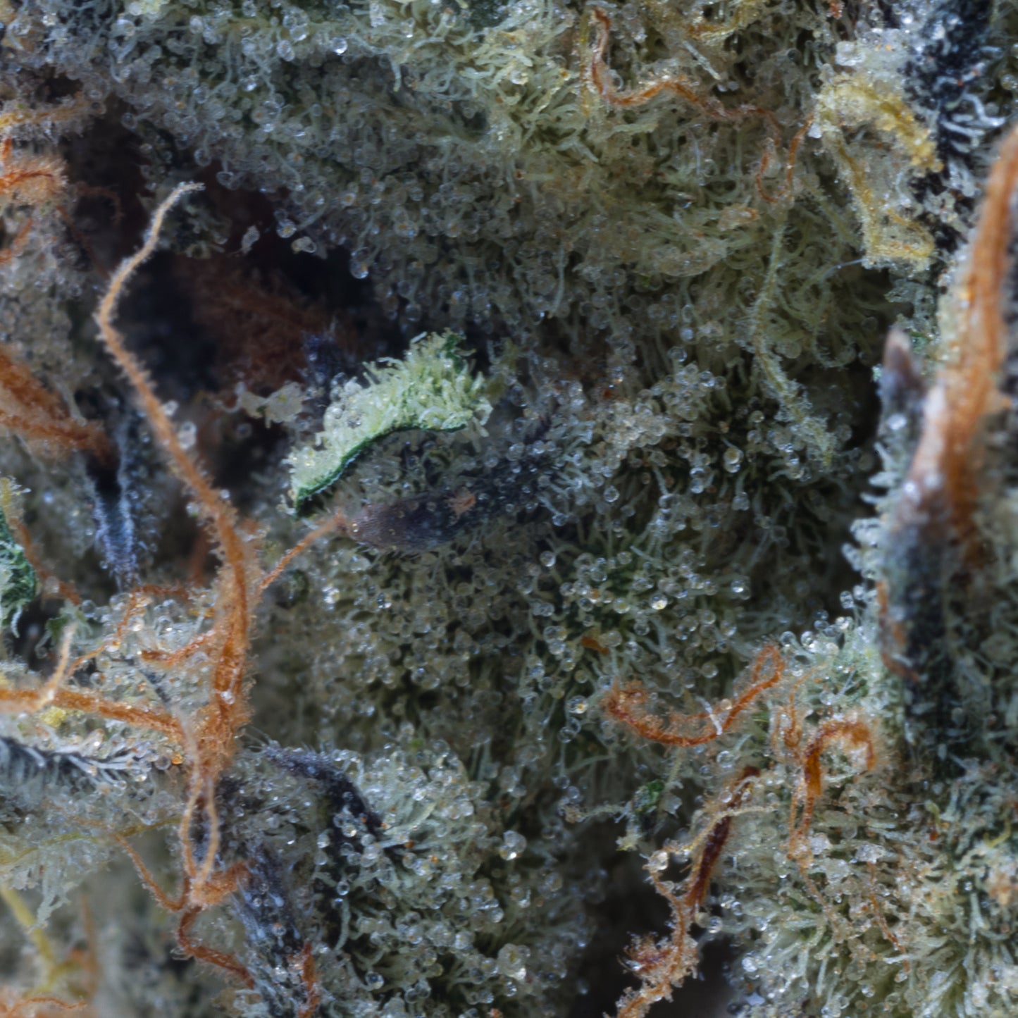 CALI ORANGE INDOOR 5GRAMS - R120 Per Gram