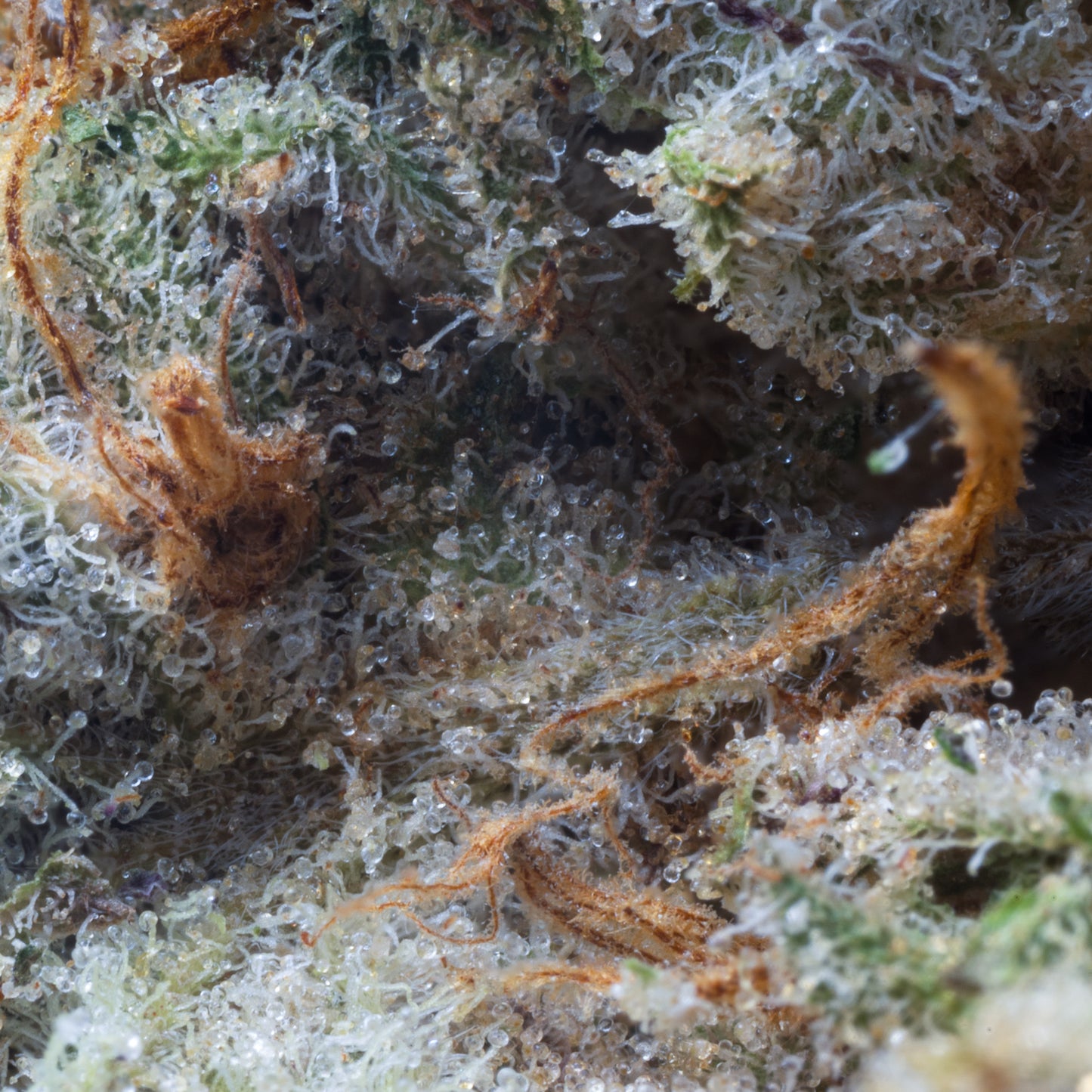 GRAPE FRITTER INDOOR 5 GRAMS (R120PER GRAM)