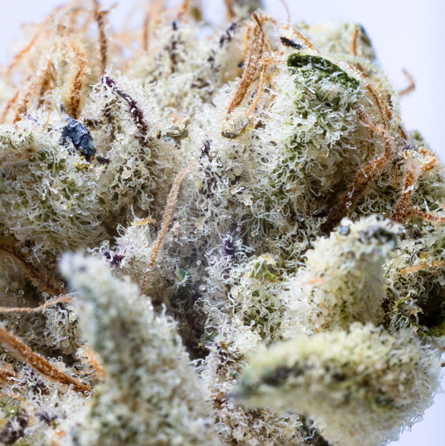 Grape Diamond 5grams(R120 per gram)